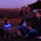 LED Dog Collar Luminous Pet Supplies Dog Collar